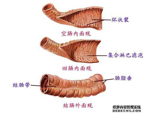 直肠炎